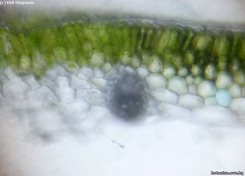 детайл от напречен пререз на лист от Allium cepa