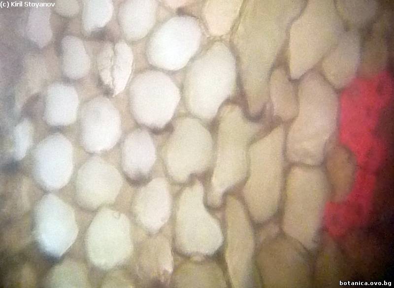 коленхима и склеренхима в стъбло на Plectranthus nummularius