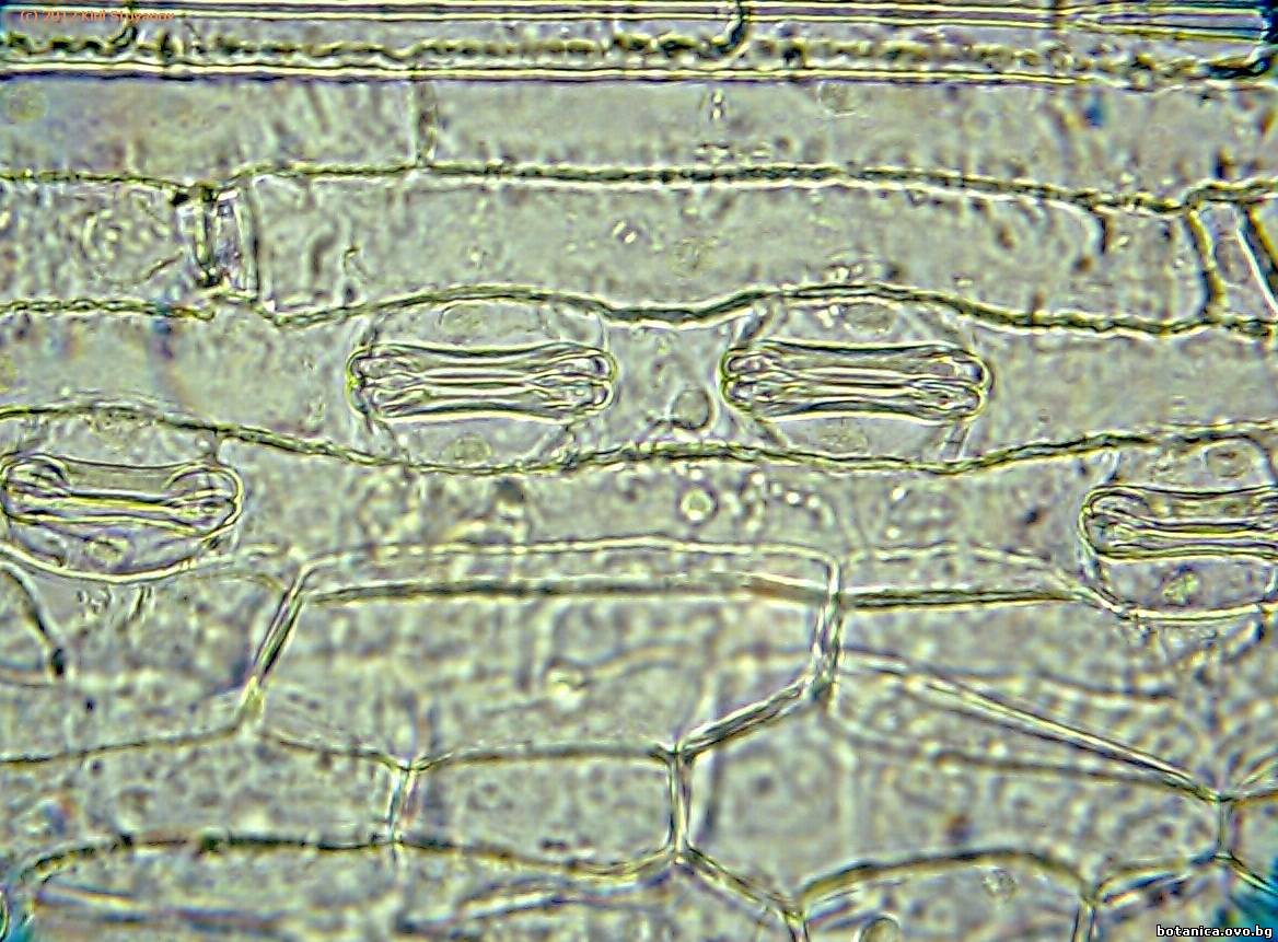 Епидерма от лист на Triticum aestivum