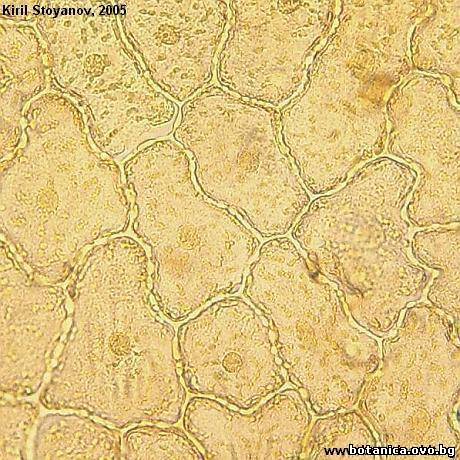 Горна епидерма от лист на от Pyrola chlorantha