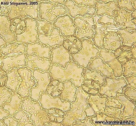 Долна епидерма от лист на от Pyrola chlorantha