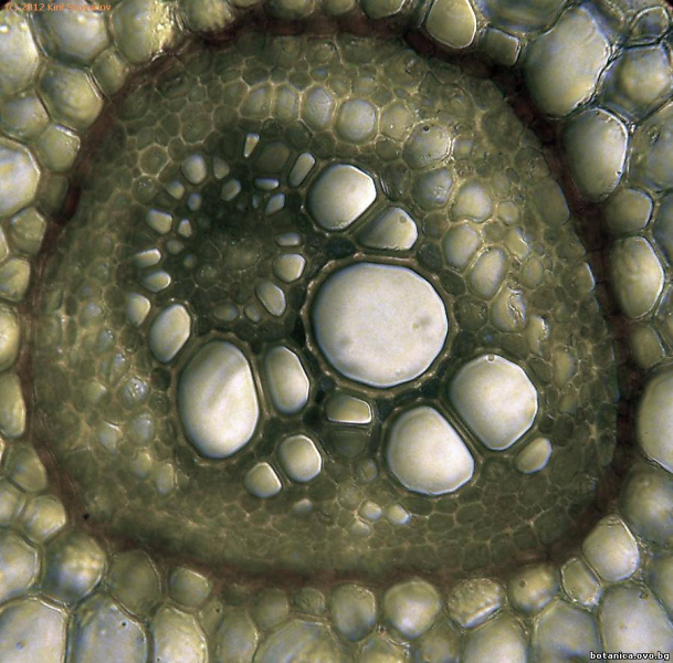 Концентрично перифлоемно проводящо снопче от Pteridium aquilinum