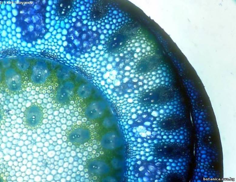 листно влагалище от Sorghum halepense