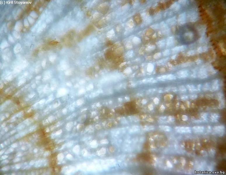 Кръговопореста вторична дървесина в стъбло на Tilia cordata