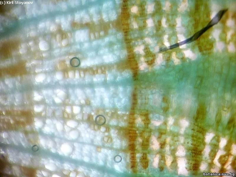 камбий и проводящи тъкани в клонка от Tilia cordata