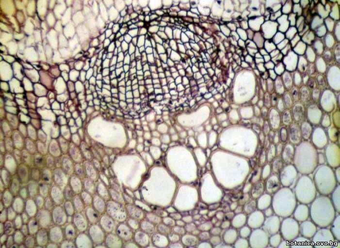 Отворено колатерално проводящо снопче от Clematis vitalba