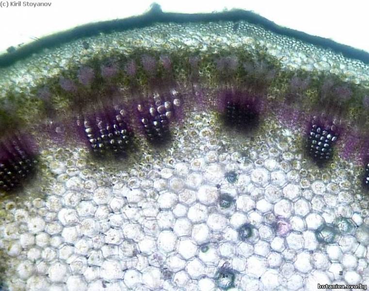 напречен пререз на стъбло от Malva sylvestris