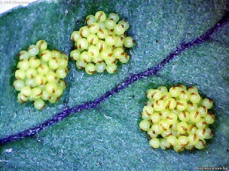 Соруси от Polypodium vulgare