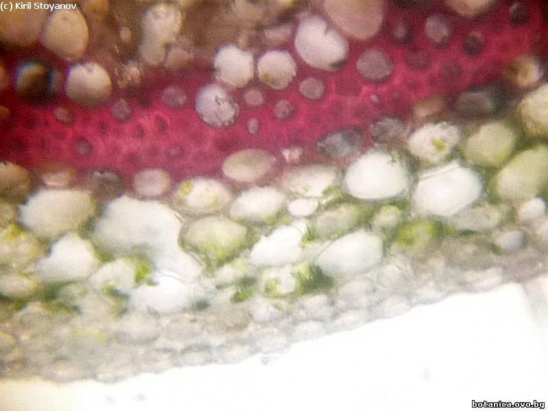 детайл от листна дръжка на Pelargonium zonale