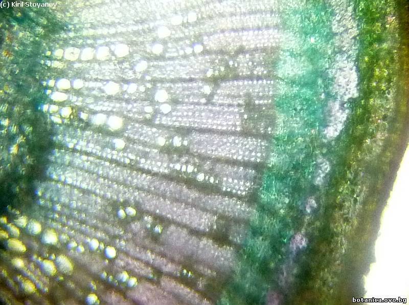 Неснопчесто анатомично устройство на едногодишна клонка от Cercis siliquastrum /Див рожков/