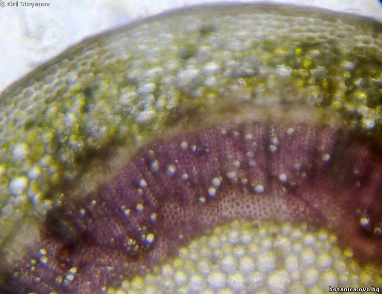 млада клонка от бръшлян Hedera helix
