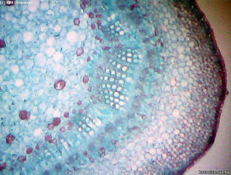 стъбло от Gossypium hirsutum