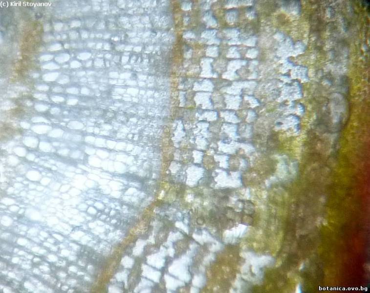 Едногодишна клонка на Tilia cordata