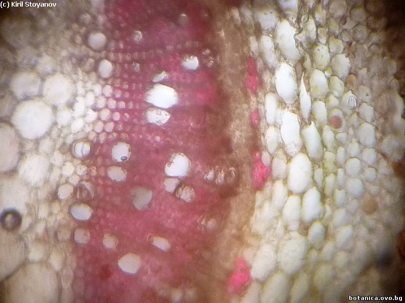 Напречен пререз на стъбло на Plectranthus nummularius