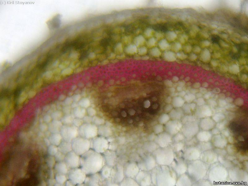 Отворено колатерално проводящо снопче в стъбло от Pelargonium peltatum