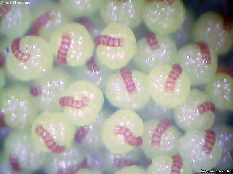 Спорангии от Polypodium vulgare