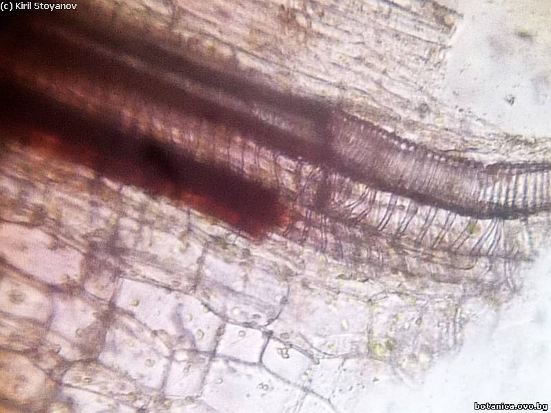Трахеи в стъбло на Plectranthus nummularius