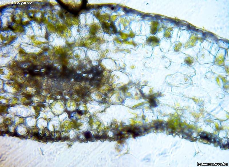 лист от Taxus baccata