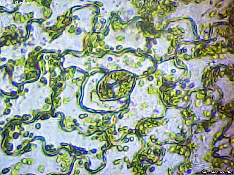 Долна епидерма от лист на Nephrolepis exaltata
