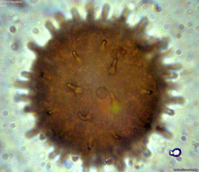 поленово зърно от Alcea rosea