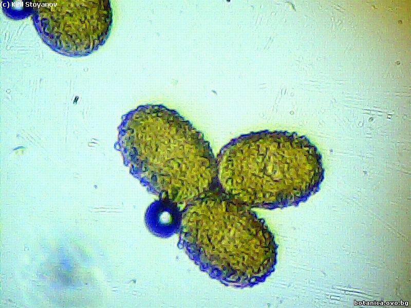 поленови зърна от Plectranthus nummularius