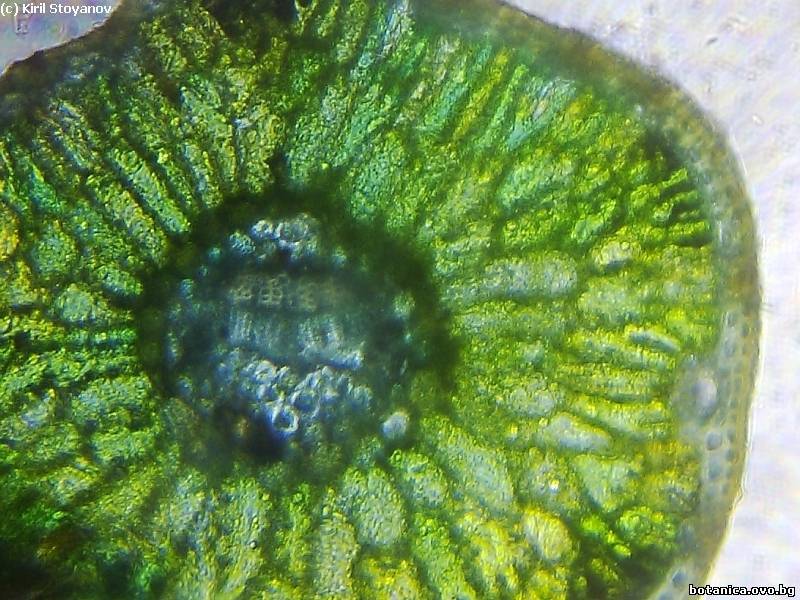 напречен пререз на лист от Cedrus libani