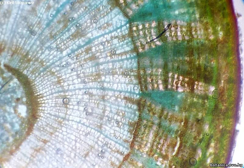 Вторично анатомично устройство на клонка от Tilia cordata /липа/