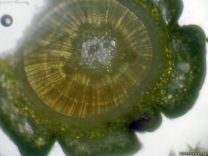 клонка от Taxus baccata
