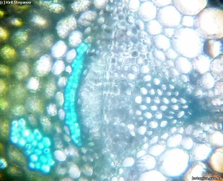 Отворено колатерално проводящо снопче в стъбло на Ephedra distachya