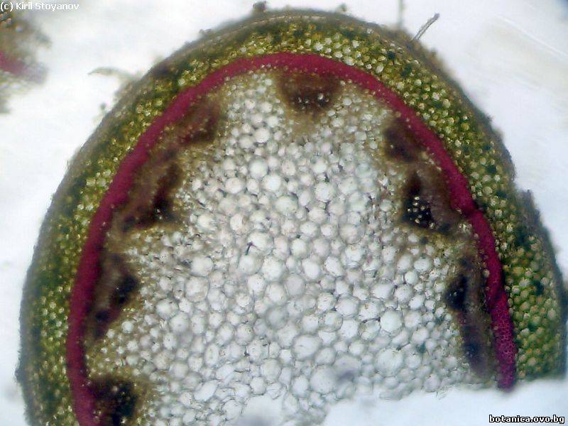 Стъбло от Pelargonium peltatum