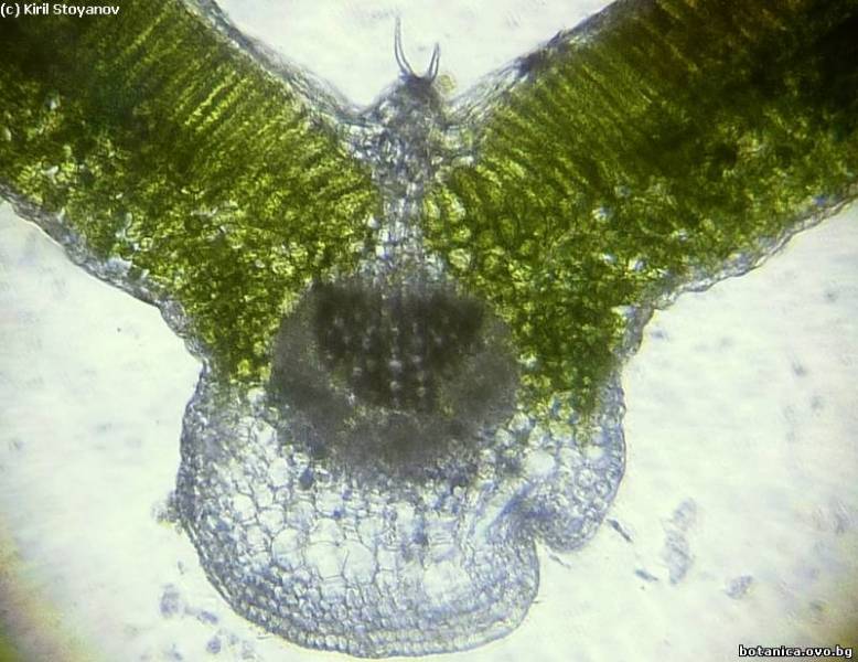 напречен пререз на лист от Malva sylvestris