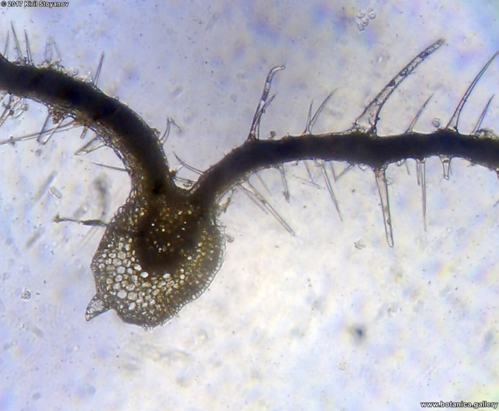 лист от Urtica dioica
