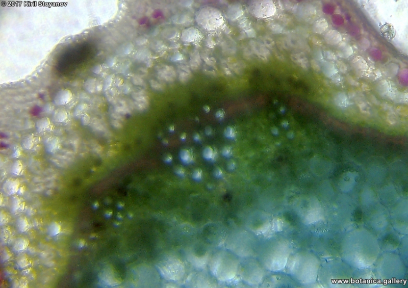 Проводящо снопче от Urtica dioica