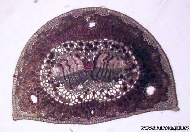 Лист от Pinus nigra