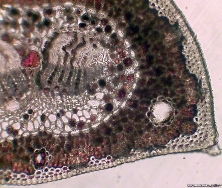 Лист от Pinus nigra