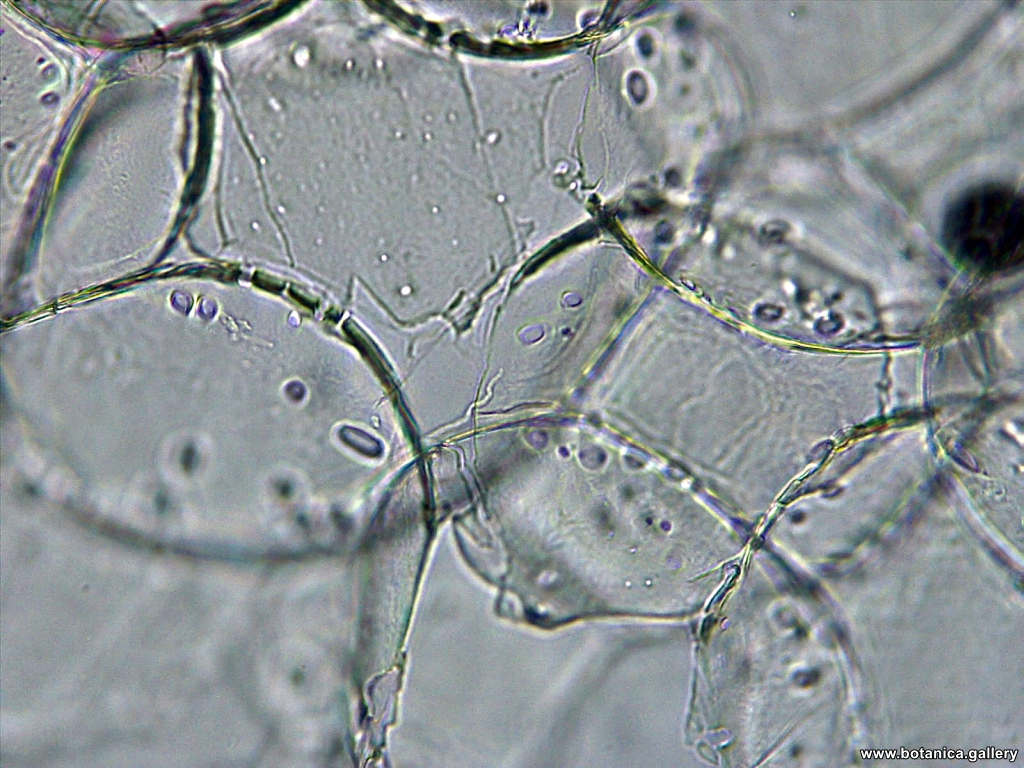Клетки от сърцевина на Sambucus nigra