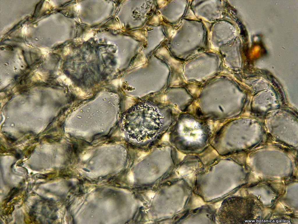 листна дръжка от Begonia rex