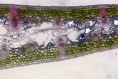 еднакволицев лист от Iris germanica