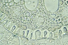 корен от Iris germanica
