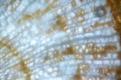 Кръговопореста вторична дървесина в стъбло на Tilia cordata