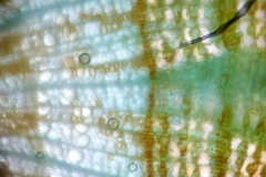 камбий и проводящи тъкани в клонка от Tilia cordata