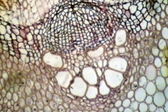 Отворено колатерално проводящо снопче от Clematis vitalba