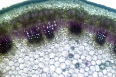напречен пререз на стъбло от Malva sylvestris