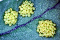 Соруси от Polypodium vulgare