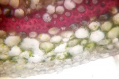 детайл от листна дръжка на Pelargonium zonale