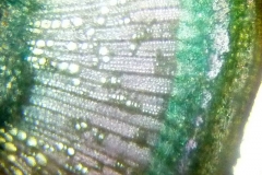 Неснопчесто анатомично устройство на едногодишна клонка от Cercis siliquastrum /Див рожков/