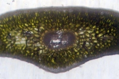 лист от Abies alba