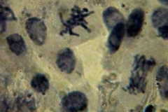 Митотично делене във връхна коренова меристема от Rumex tuberosus
