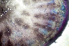 кореноплод на Raphanus sativus
