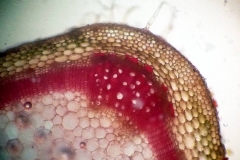 Напречен пререз на стъбло от Plectranthus nummularius